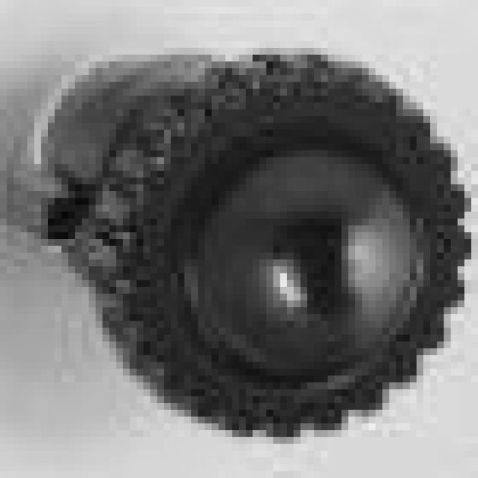 RetroSound Black Front Knobs (#46) / Black Blaupunkt Style Rear Knobs (#90)